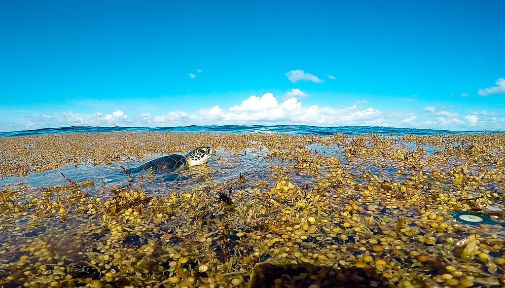 The Herring Man and the Sargasso Sea